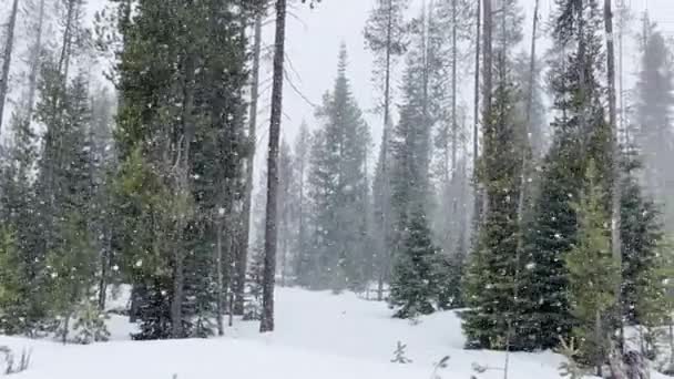 Eventyrlig Vakker Skogbakgrunn Med Furutrær Vinteren Snøfnugg Som Faller Hvit – stockvideo