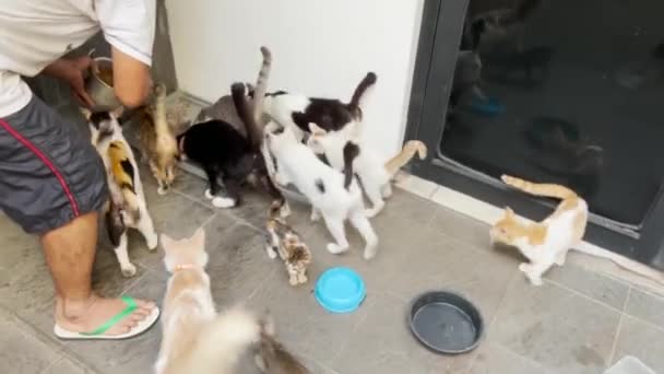 Gatos Tiempo Alimentación Pellets Alimentos Secos — Vídeo de stock