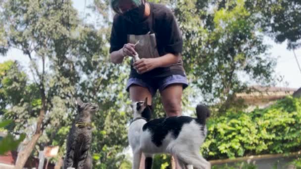 Ασιατική Γάτα Κυρία Ψάχνει Μετά Γάτες Του Δρόμου Δίνοντας Υγρά — Αρχείο Βίντεο