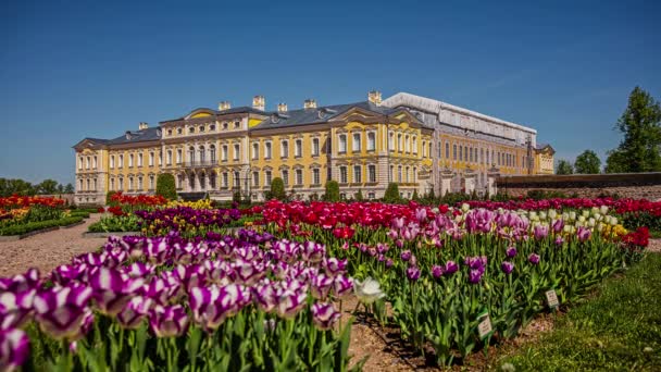 People Tulip Garden Baroque Style Rundale Palace Museum Pilsrundale Latvia — Stockvideo