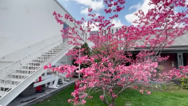 Historic Wiegand Home Downtown Boise Pink Peach Tree Garden — Stock Video