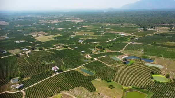 Veduta Aerea Panoramica Della Piantagione Frutta Del Drago Vietnamita — Video Stock