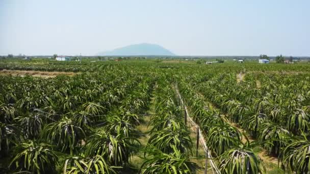 Voar Pitahaya Dragonfruit Hylocereus Undatus Plantação Interminável — Vídeo de Stock