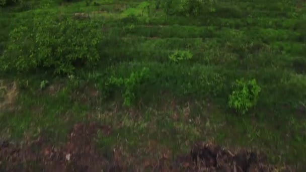 Pan Shot Viewpoint Strawberry Field Mon Jam North Thailand — Video