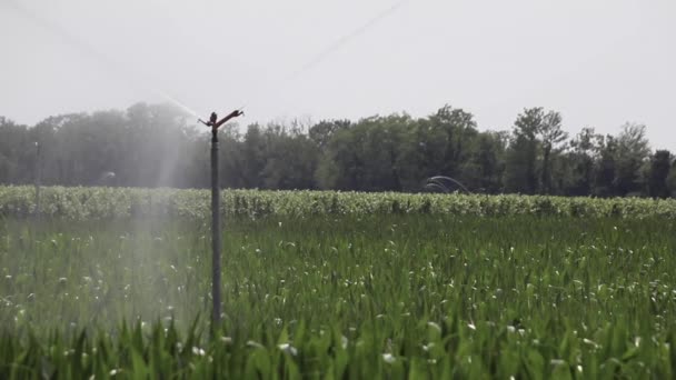 Irrigation System Green Cornfield Watering Corn Field Hot Summer Watering — 비디오