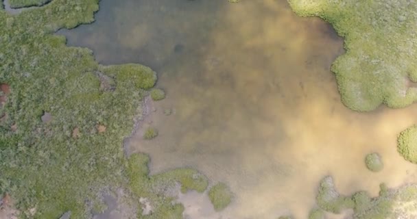 Los Roques Nature Reserve Top View Tropical Forest Mangrove Reveal — Video Stock