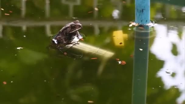 Malayan Giant Toad Frog River Toad Amphibi Animal Video — Stockvideo