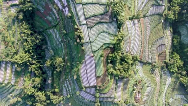 Vista Aérea Arriba Hacia Abajo Las Plantaciones Puerros Patchwork Colina — Vídeos de Stock