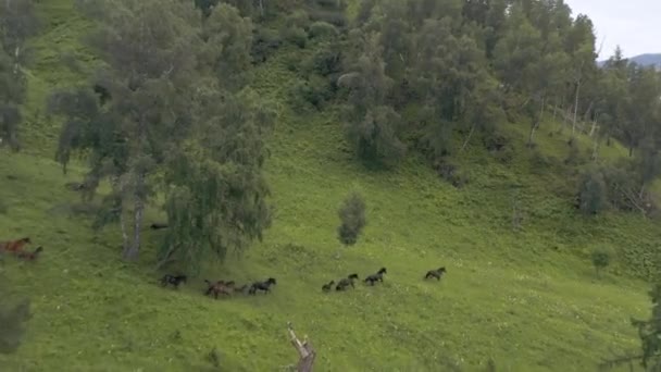 Aerial View Herd Horses Wild Running Trees Valley — Wideo stockowe