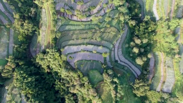 Terraced Pola Plantacji Pora Zboczu Wulkanu Wonolelo Indonezja Góry Powietrznej — Wideo stockowe