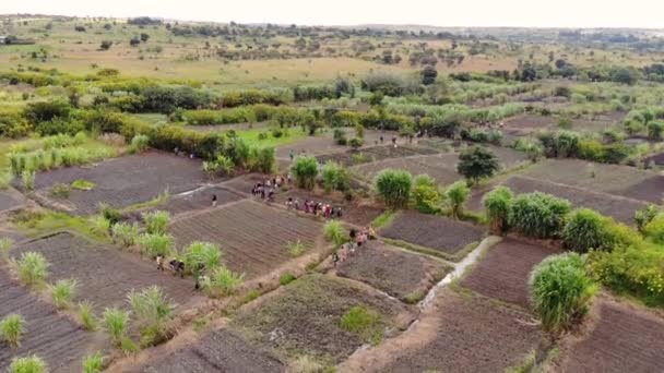 Black African Field Workers Coming Home Work Drone View — Stockvideo