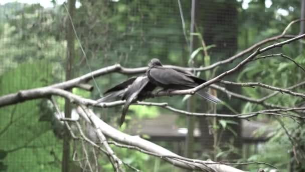 Wide Shot Two Parrots Playing Each Other One Flies Away — Stockvideo