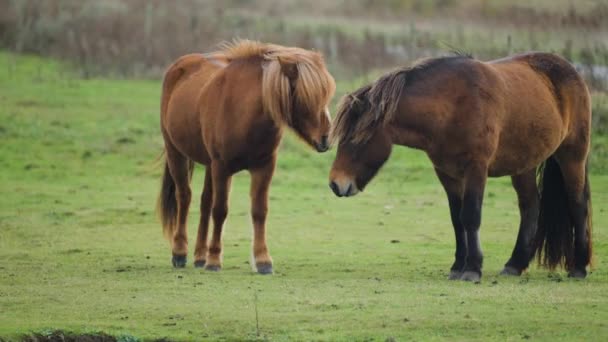 Two Horses Lush Green Meadow Pan Follow — стоковое видео