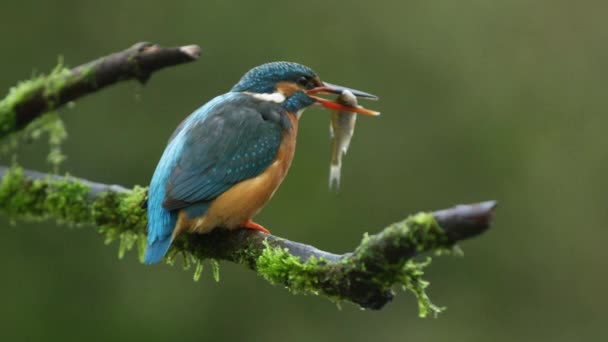 Close Shot Kingfisher Eating Fish While Sitting Moss Covered Branch — ストック動画