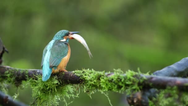 Close Kingfisher Bird Sitting Moss Covered Branch Eats Fish Slow — Stockvideo