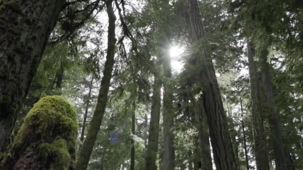 Slow Motion Handheld Video Trees Rainforest While Raining Sun Can — Vídeo de Stock