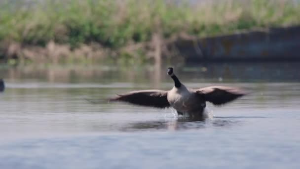 Barnacle Goose Sıçratırken Uçmaya Başladı Kamerası Görüntüsü — Stok video