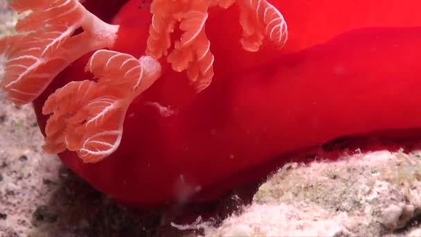 Emperor Shrimp Gills Spanish Dancer Red Sea — Stock Video