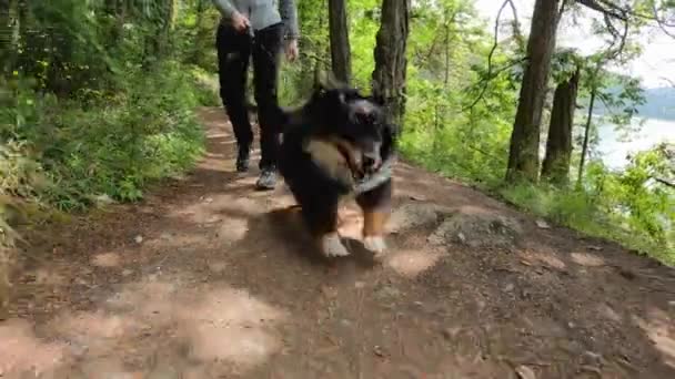 Excited Mini Australian Shepherd Prancing Trail Pulling Owner Them — Wideo stockowe