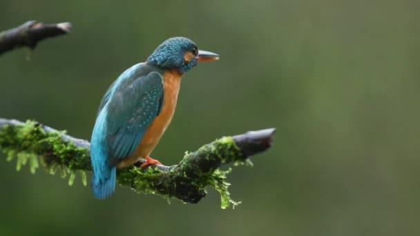 Close Static Shot Kingfisher Sitting Lichen Covered Branch Out Focus — стоковое видео