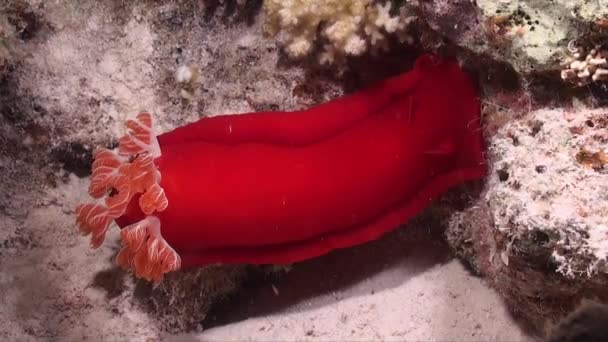 Large Spanish Dancer Resting Coral Reef Night Red Sea — Stock video