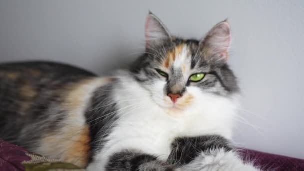 Niedliche Schläfrige Katze Bequem Auf Dem Sofa Liegend Haus Drinnen — Stockvideo