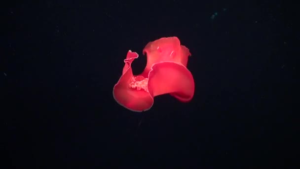 Spanish Dancer Swimming Underwater Surface Red Sea — Stock Video