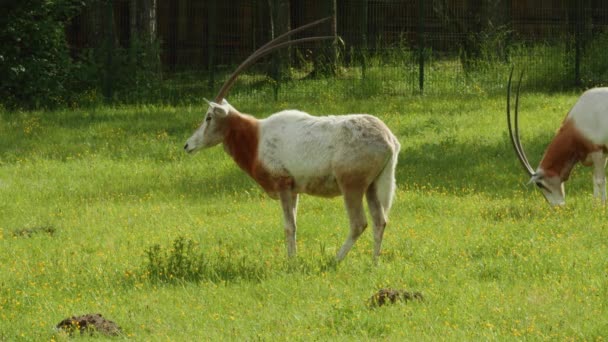 Πορτρέτο Του Oryx Dammah Στέκεται Στο Πράσινο Πεδίο Στο Ζωολογικό — Αρχείο Βίντεο