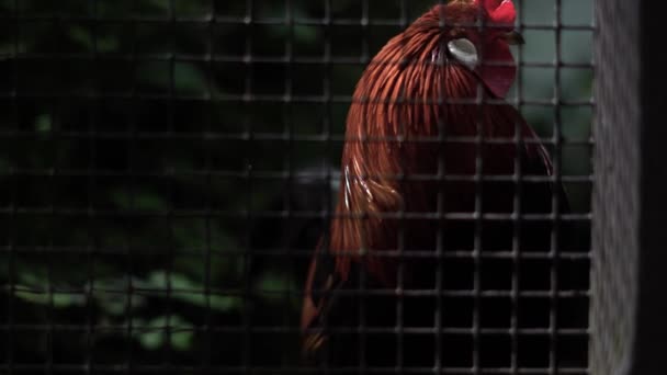 Tiro Médio Galo Atrás Uma Cerca Metálica Olhando Volta Galo — Vídeo de Stock