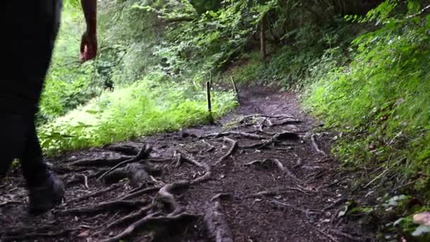 People Walk Natural Trail Roots Swiss Alps Resourcing Activity Rainy — Stockvideo