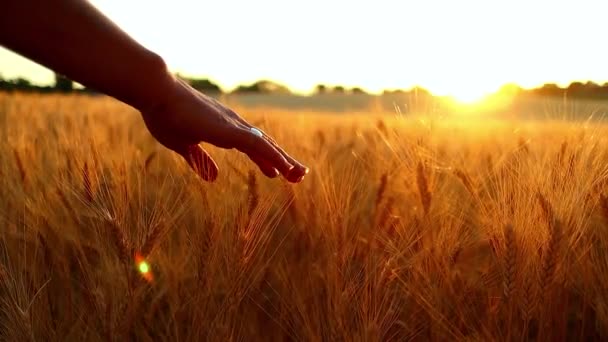 Bir Adam Tarlada Güneş Batarken Bir Buğday Tarlasının Yapraklarını Eliyle — Stok video