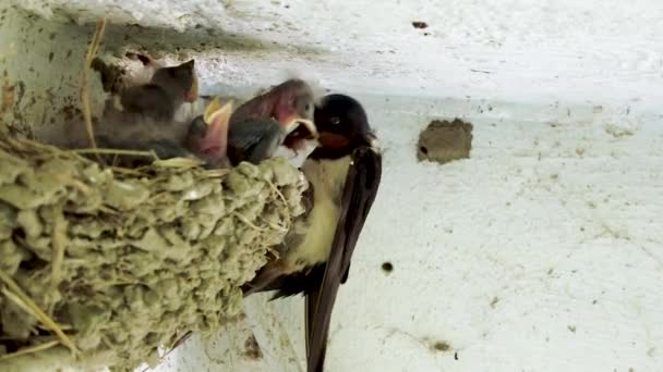 Swallow Mother Feeding Little Hatchlings Nestlings Hirundo Rustica — ストック動画