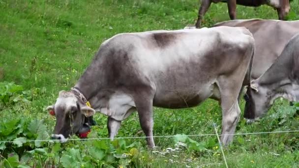 Drie Bruine Koeien Eten Gras Een Veld Een Rode Koebel — Stockvideo