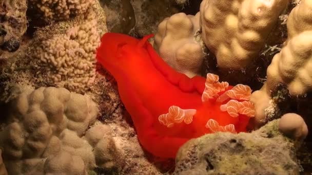 在红海的珊瑚礁上爬行的西班牙舞蹈家巨蟹 — 图库视频影像