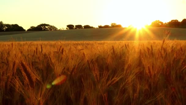 Batan Güneş Işınları Buğday Tarlasına Dokunur Altın Parıltıyı Ortaya Çıkarır — Stok video