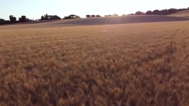 Létání Blízko Zemi Nad Zlatými Poli Pšenice Před Stoupáním Přes — Stock video