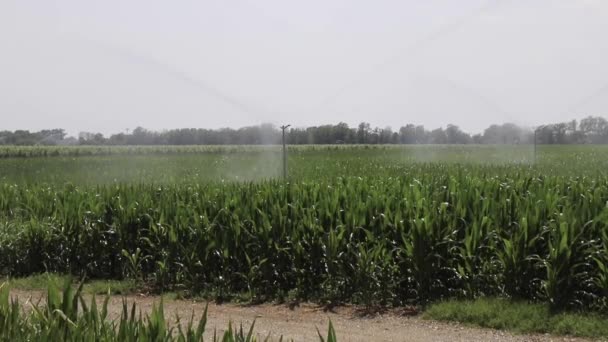 Оросительная Система Поливает Молодую Зеленую Кукурузу Сельскохозяйственном Поле Водоспрингером Поливая — стоковое видео