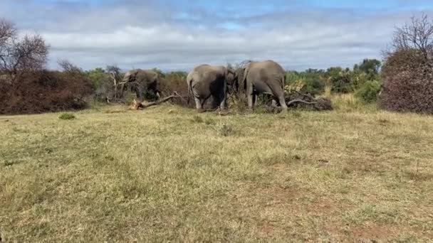 Vue Rapprochée Trois Éléphants Afrique Mangeant Dans Sanctuaire Parc National — Video