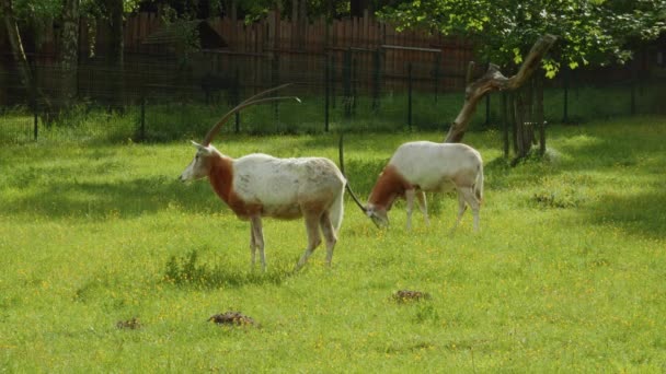 Ζευγάρι Scimitar Horned Oryx Στο Sunny Meadows Στο Ζωολογικό Κήπο — Αρχείο Βίντεο