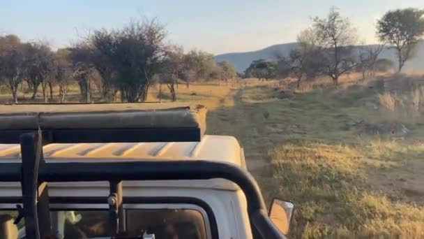 Pov Pickup Road Safari Vehicle National Park Nature Reserve South — Stock Video