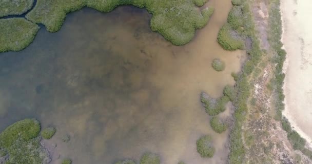 Top View Mangrove Forest Wetlands Reveal Turquoise Water Los Roques — Vídeo de Stock