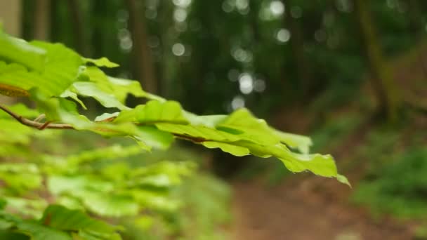 Blurred View Path Woods View Leaves Tree Which Moving Wind — Vídeo de Stock