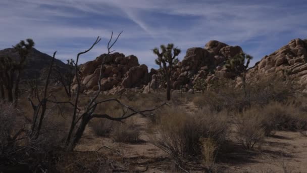 Panoramic View Joshua Tree Landscape Summer Day — Vídeos de Stock