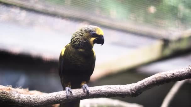 Mittlere Aufnahme Eines Schönen Papageis Gefangenschaft — Stockvideo