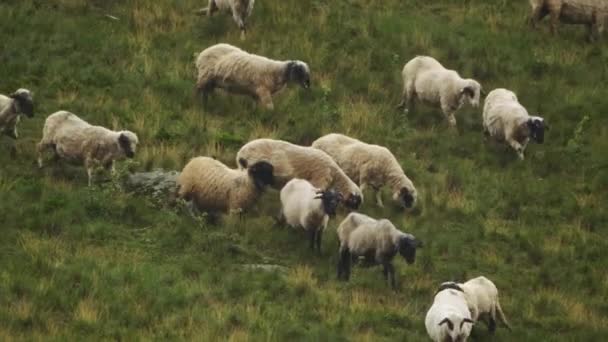 Herd Sheep Moving Grassy Land Slow Motion — Vídeo de stock