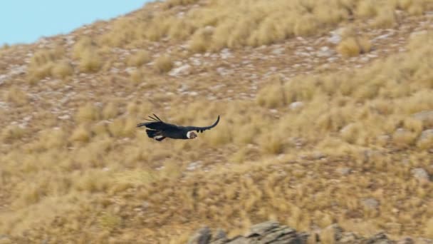 Cóndor Andino Vultur Gryphus Una Las Aves Voladoras Más Grandes — Vídeos de Stock