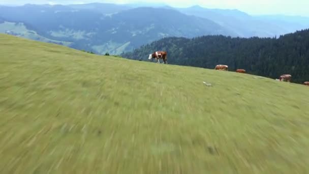 Vue Aérienne Des Vaches Qui Paissent Sur Les Sommets Des — Video