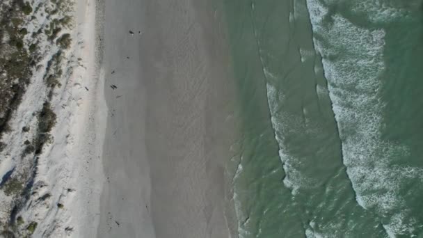 Top Cerf Volant Aérien Surfeur Sur Grande Plage Baie Cape — Video