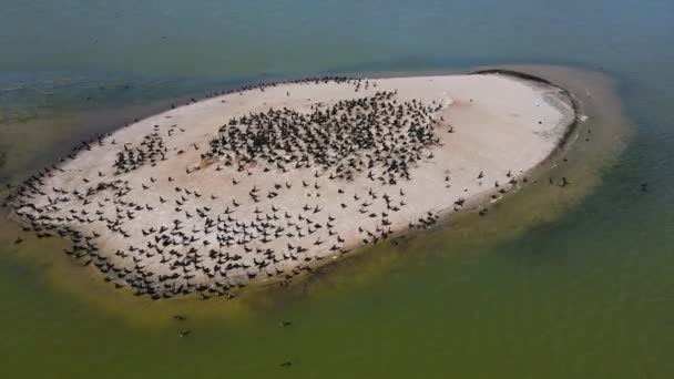 Gimbal Focus Spin Bird Island — Stockvideo