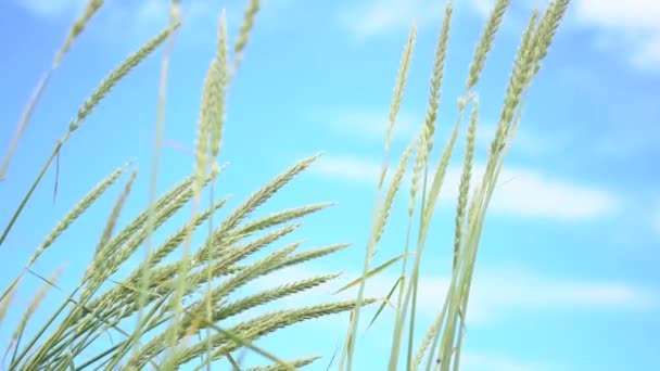 Blue Sky Some Hay Plants Foreground Close Shot — 비디오